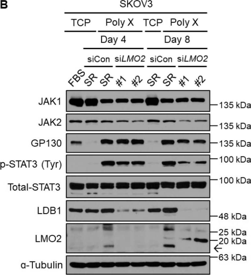 LMO2 Antibody (1A9-3B11) - BSA Free
