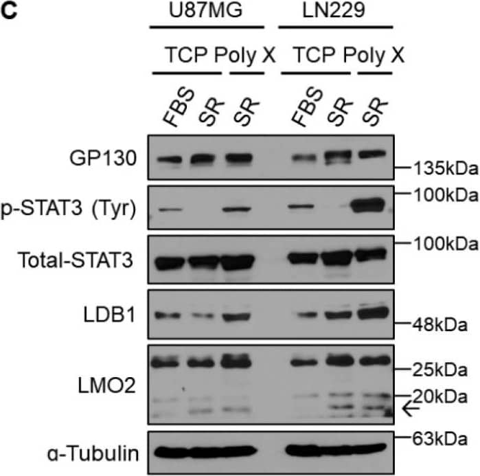 LMO2 Antibody (1A9-3B11) - BSA Free