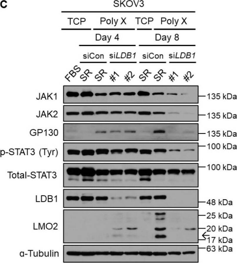 LMO2 Antibody (1A9-3B11) - BSA Free