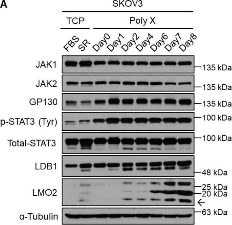 LMO2 Antibody (1A9-3B11) - BSA Free