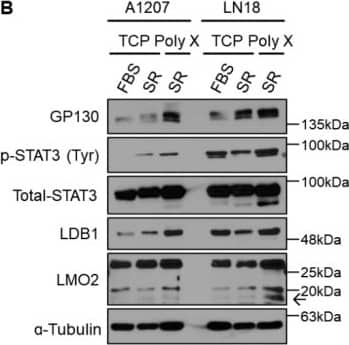 LMO2 Antibody (1A9-3B11) - BSA Free