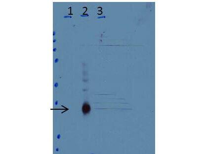 CEBP Delta Antibody
