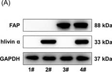 Fibroblast Activation Protein alpha/FAP Antibody - BSA Free