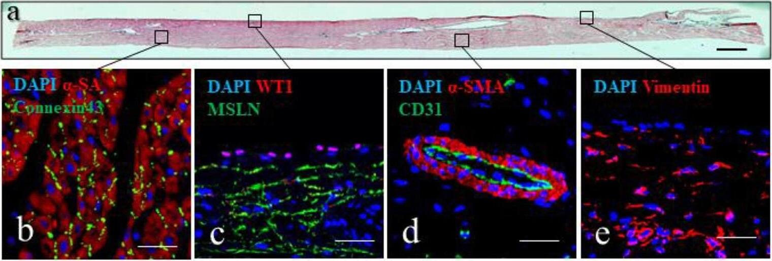 Mesothelin Antibody (MB-G10) - BSA Free