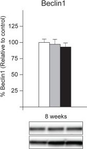 Beclin 1 Antibody - BSA Free