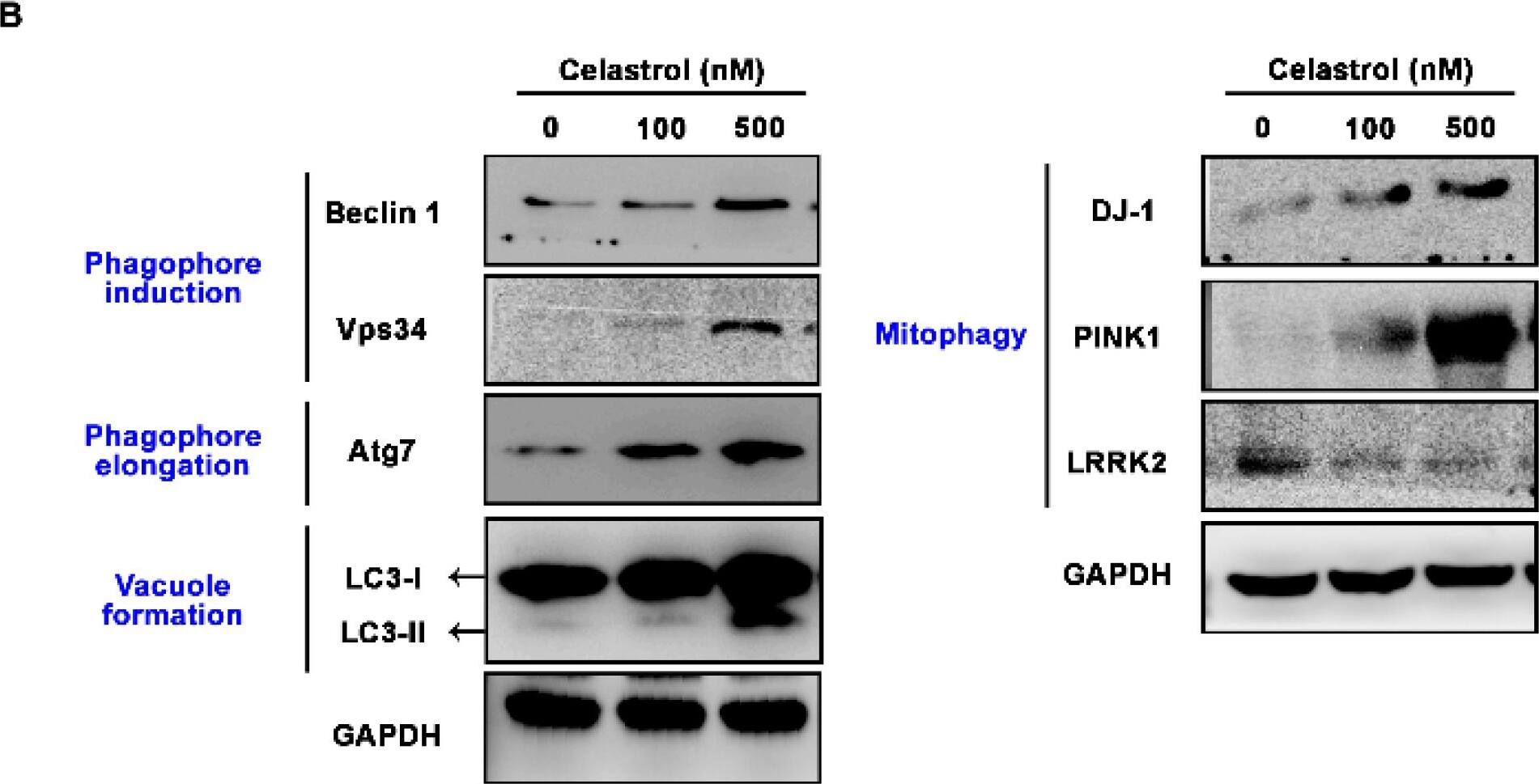 VPS34 Antibody