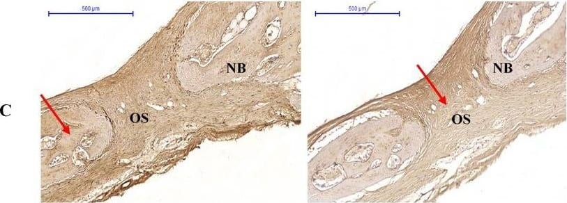 Osteopontin/OPN Antibody (1B20) - BSA Free