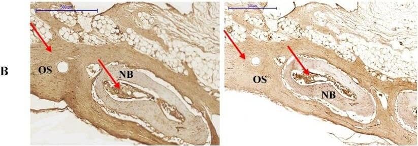 Osteopontin/OPN Antibody (1B20) - BSA Free