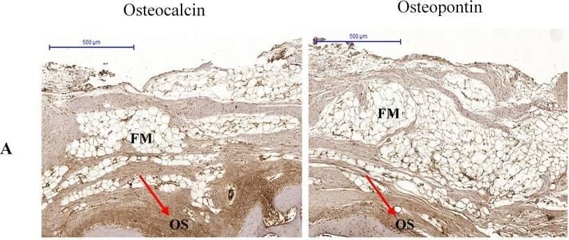 Osteopontin/OPN Antibody (1B20) - BSA Free