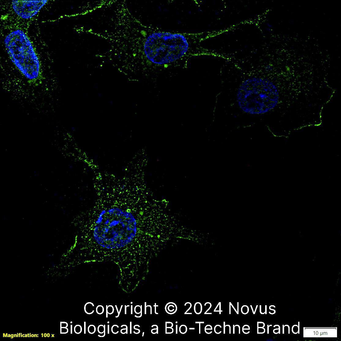 Osteopontin/OPN Antibody (1B20) [Alexa Fluor® 488]