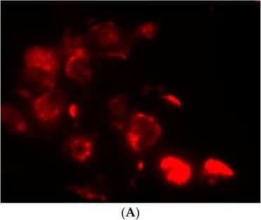 CD11b Antibody - BSA Free
