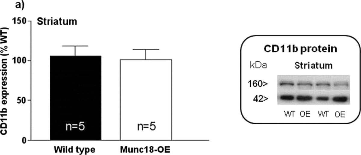 CD11b Antibody - BSA Free