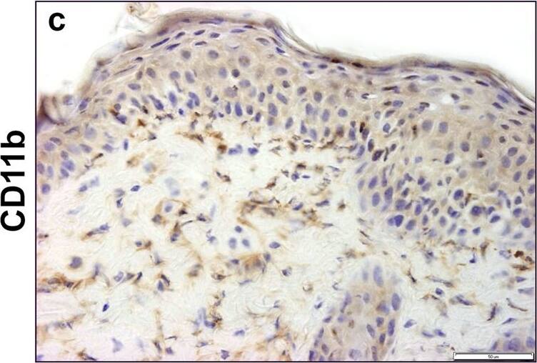 CD11b Antibody - BSA Free
