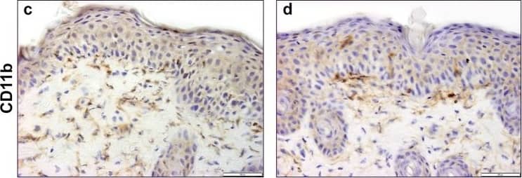 CD11b Antibody - BSA Free
