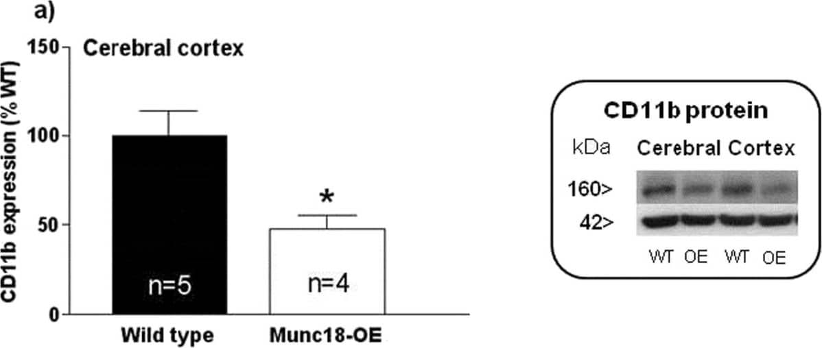 CD11b Antibody - BSA Free