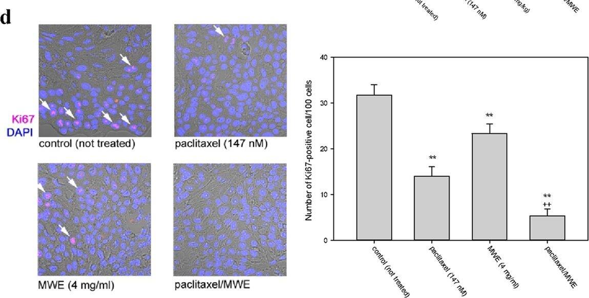 Ki67/MKI67 Antibody - BSA Free