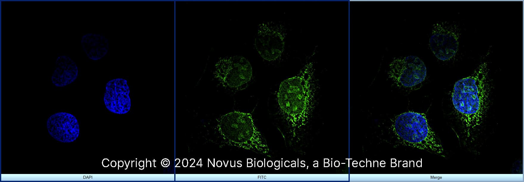 Ki67/MKI67 Antibody [Alexa Fluor® 488]