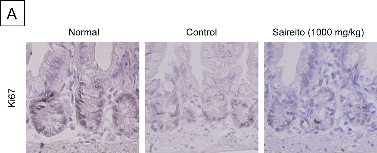 Ki67/MKI67 Antibody - BSA Free