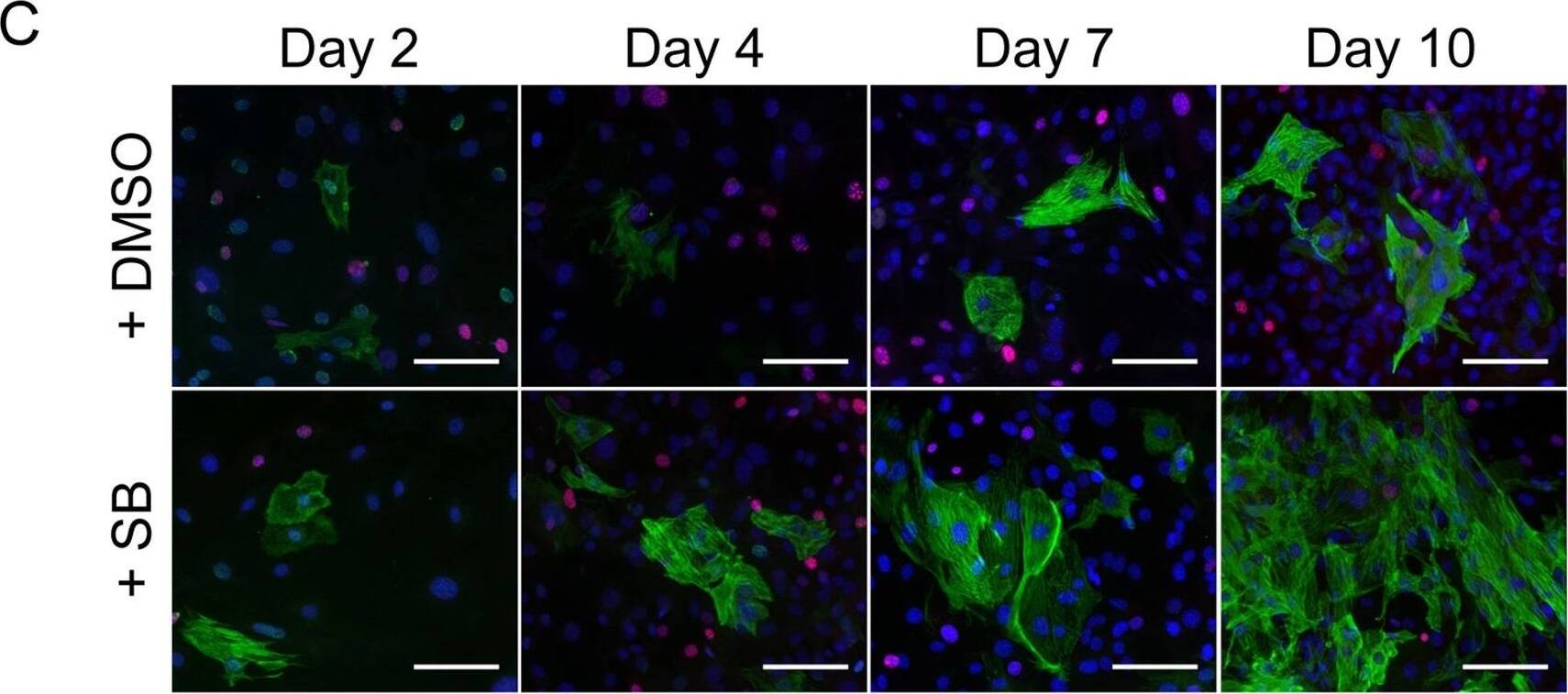 Ki67/MKI67 Antibody - BSA Free