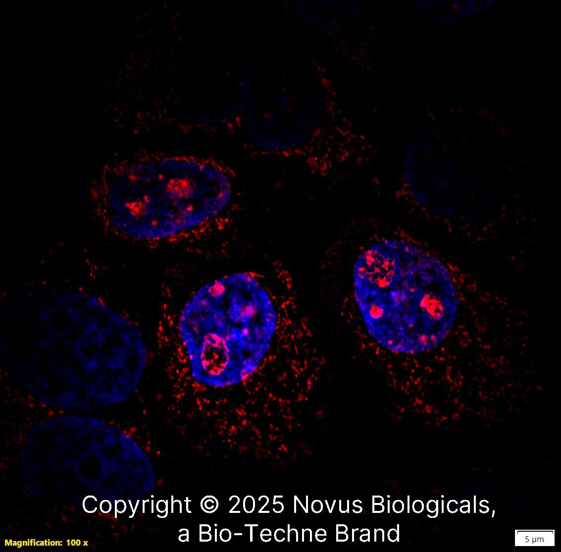 Ki67/MKI67 Antibody [Biotin]