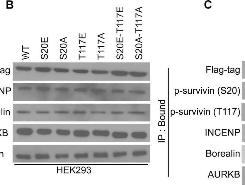 Survivin [p Ser20] Antibody - BSA Free