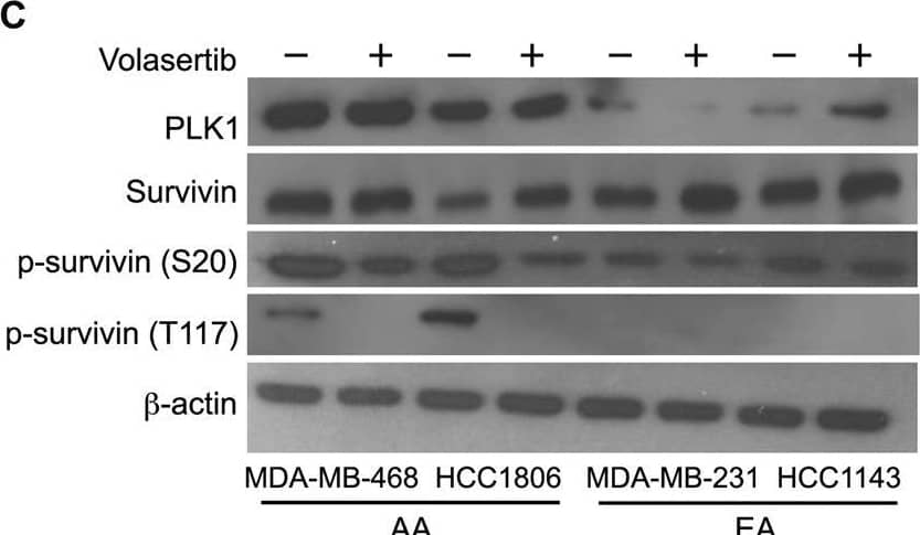 Survivin [p Ser20] Antibody - BSA Free