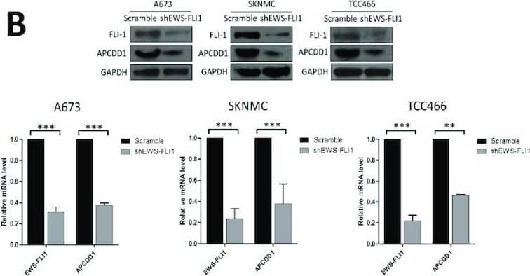 APCDD1 Antibody - BSA Free