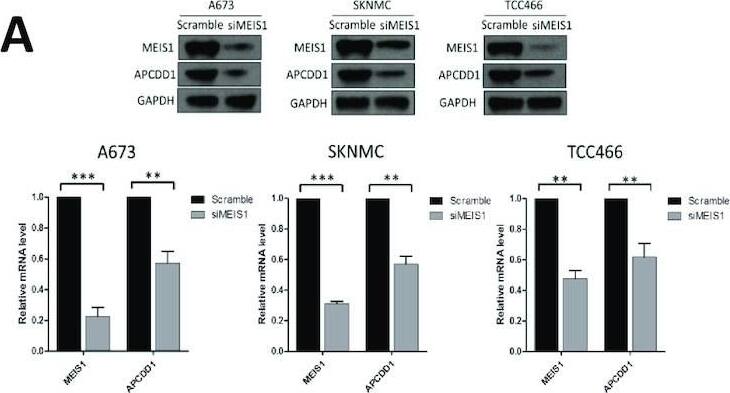 APCDD1 Antibody - BSA Free
