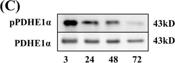 Pyruvate Dehydrogenase E1-alpha subunit [p Ser293] Antibody - BSA Free