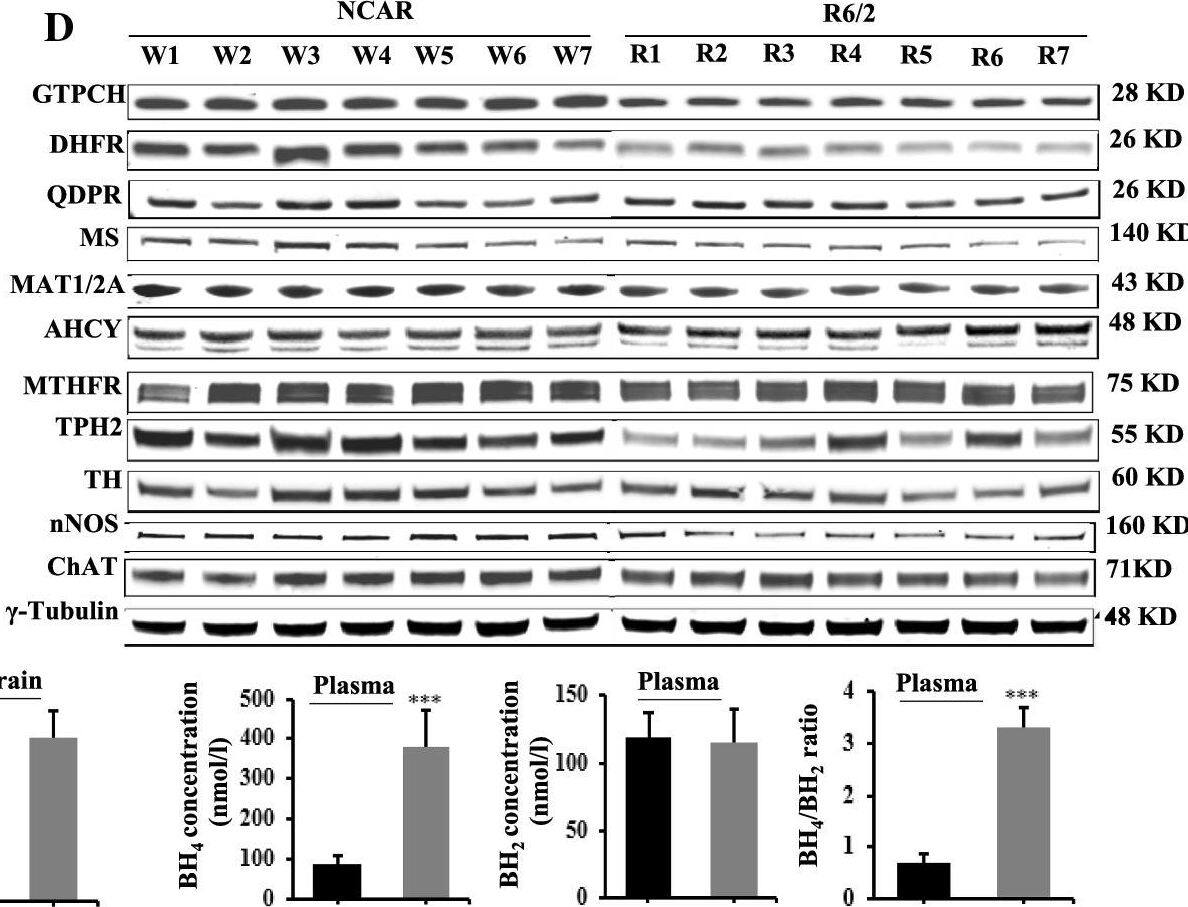 MAT1/2A Antibody - BSA Free