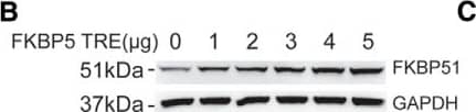FKBP51/FKBP5 Antibody (Hi51B)