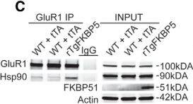 FKBP51/FKBP5 Antibody (Hi51B)