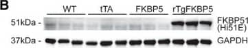 FKBP51/FKBP5 Antibody (Hi51B)