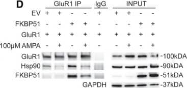 FKBP51/FKBP5 Antibody (Hi51B)