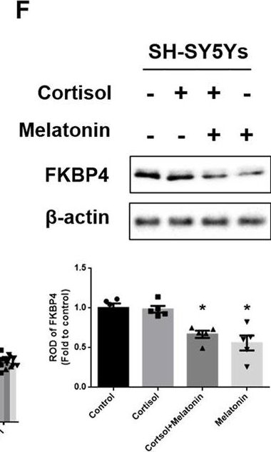 FKBP52/FKBP4 Antibody (Hi52C) - BSA Free