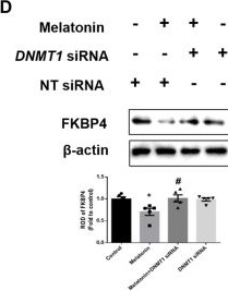FKBP52/FKBP4 Antibody (Hi52C) - BSA Free