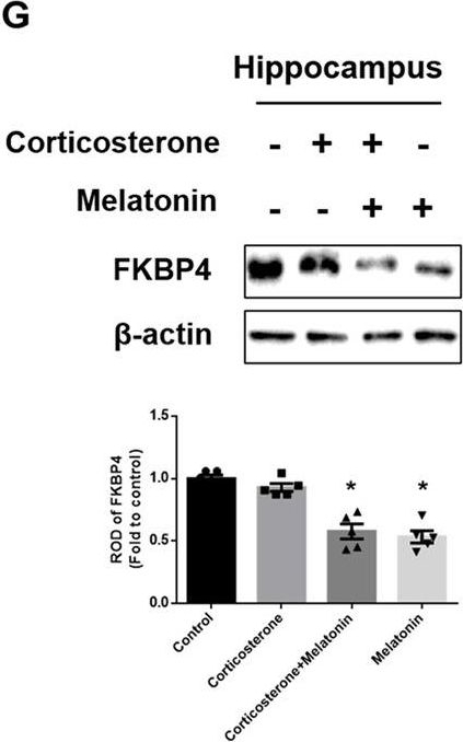 FKBP52/FKBP4 Antibody (Hi52C) - BSA Free