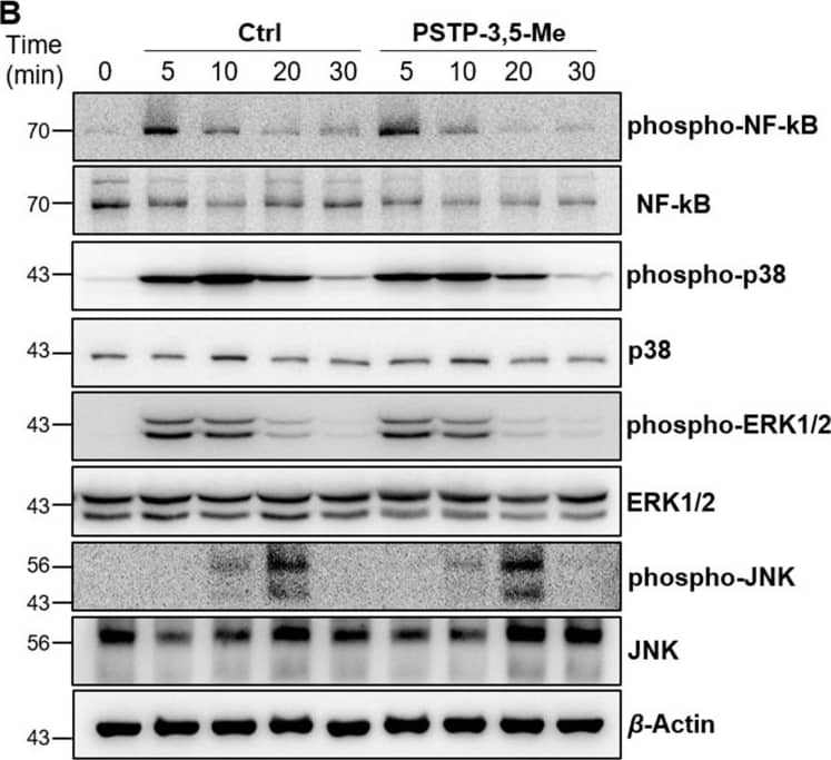 p38 alpha Antibody