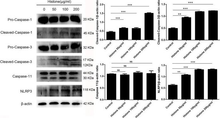 Caspase-11 Antibody (17D9) - BSA Free