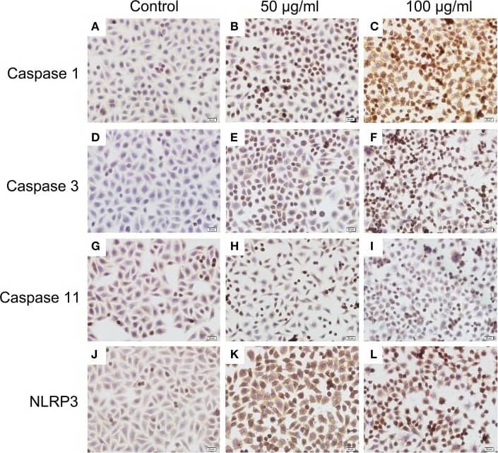 Caspase-11 Antibody (17D9) - BSA Free