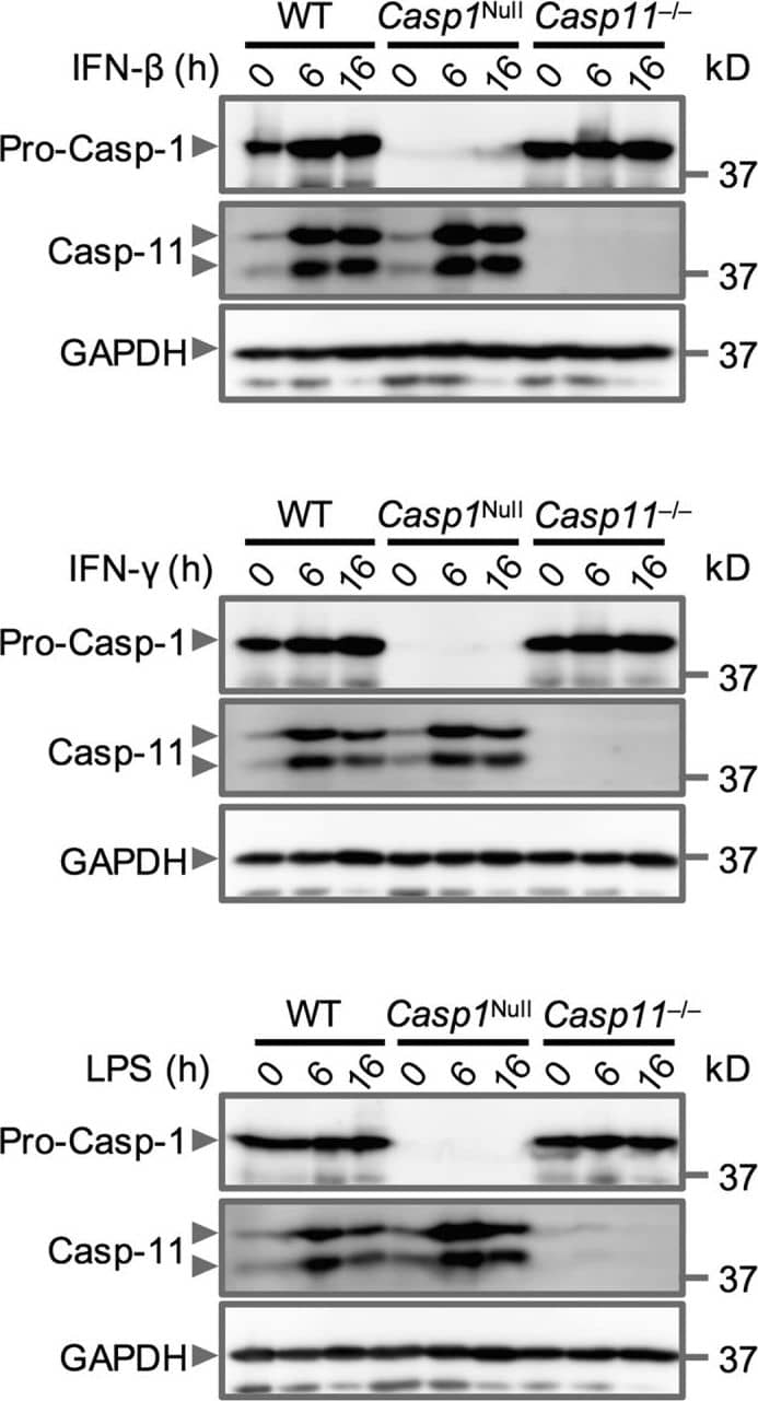 Caspase-11 Antibody (17D9) - BSA Free