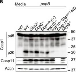 Caspase-11 Antibody (17D9) - BSA Free
