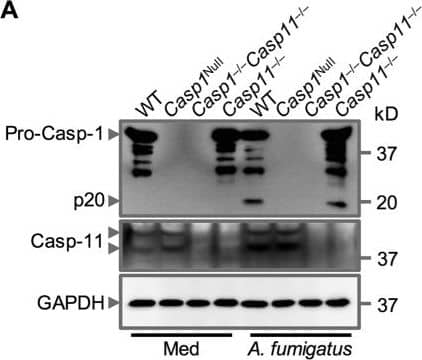 Caspase-11 Antibody (17D9) - BSA Free