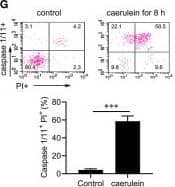 Caspase-11 Antibody (17D9) - BSA Free
