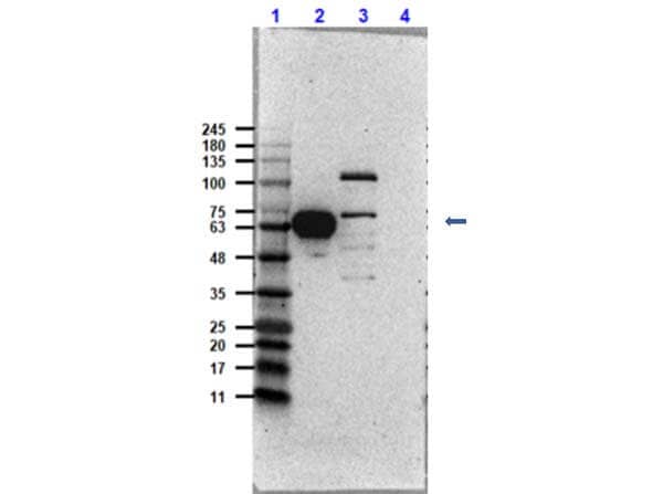 Cdk9 Antibody
