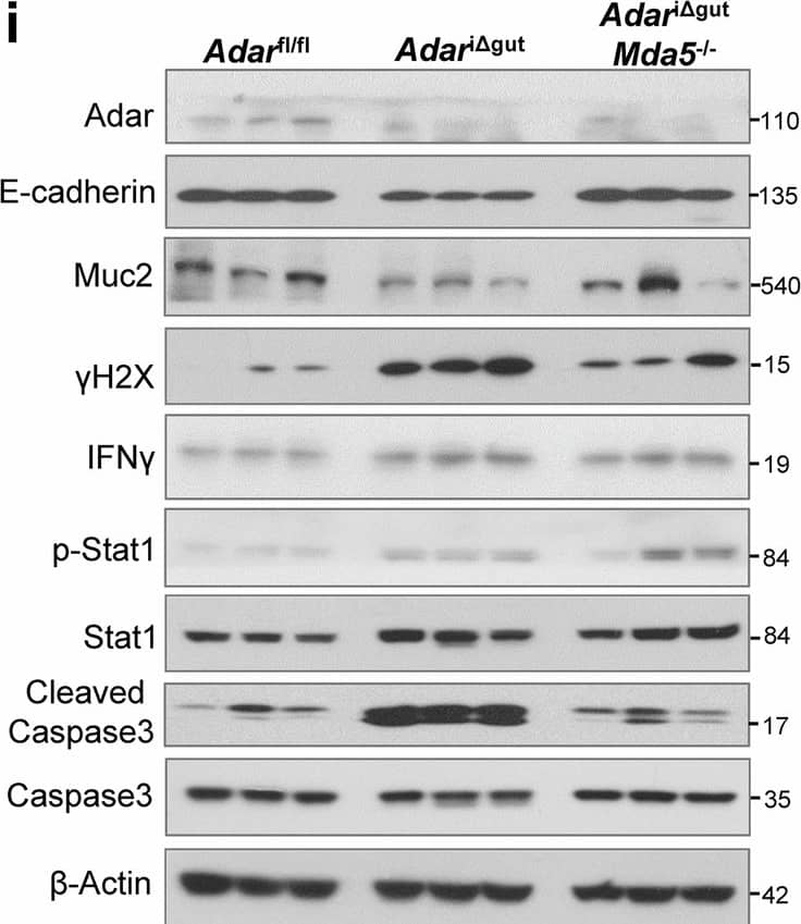 MUC2 Antibody (996/1) - BSA Free
