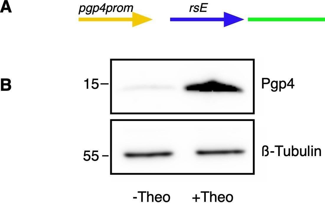 beta Tubulin Antibody (SAP.4G5)