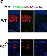 Fas/TNFRSF6/CD95 Antibody - BSA Free