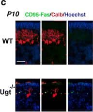 Fas/TNFRSF6/CD95 Antibody - BSA Free