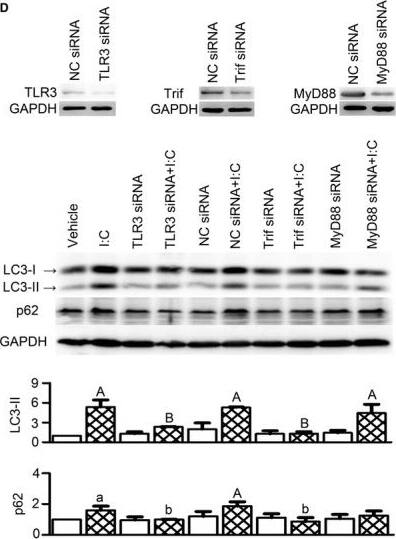 TRIF/TICAM1 Antibody - BSA Free